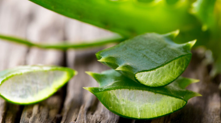 aloe vera