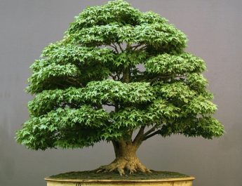 bonsai