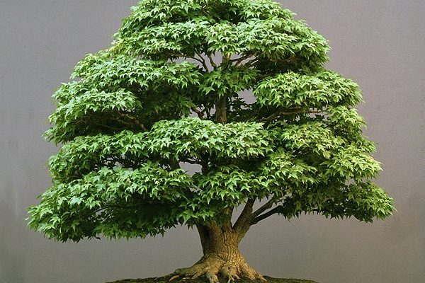 bonsai