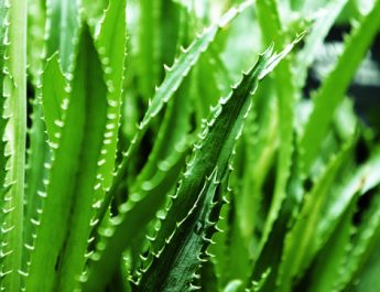 5 beneficios medicinales del gel de aloe vera