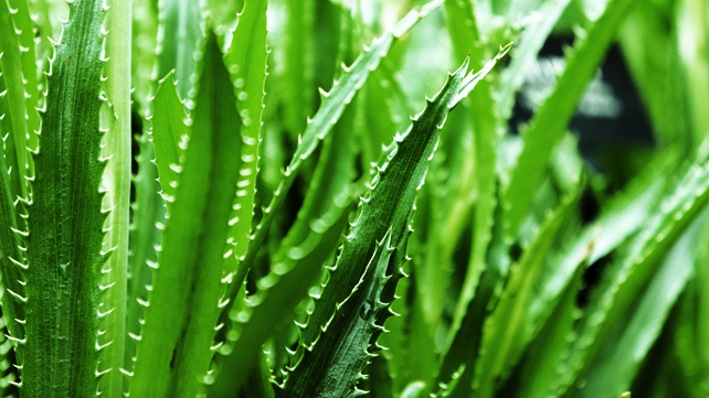 5 beneficios medicinales del gel de aloe vera
