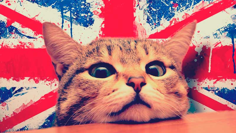 6 curiosidades que no todos conocen del inglés