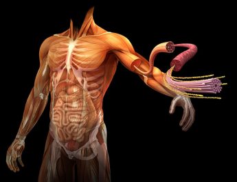 5 datos curiosos sobre la salud humana