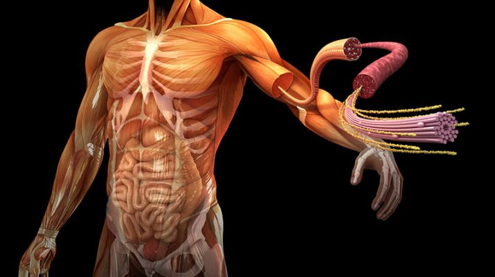 5 datos curiosos sobre la salud humana