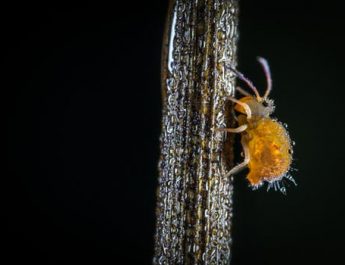 No te avergüences si tienes piojos